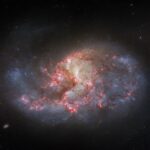 Hubble Captures Image of Barred Spiral Galaxy A spiral galaxy. It has several arms that appear mixed together, yet it has an overall oval shape. The center of the galaxy glows brightly. There are bright pink patches and filaments of dark red dust spread across the galaxy’s center.