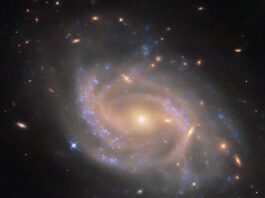 NASA Science: Hubble Observes Spiraling Galaxy A spiral galaxy with a disk made of several swirling arms. Patchy blue clouds of gas speckle the disk where stars are forming and lighting the gas around them. The core of the galaxy is large and shines brightly gold, while the spiral arms are a paler and faint reddish color. Neighboring galaxies – from small, elongated spots to larger swirling spirals – are visible across the black background.