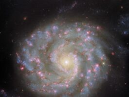 Hubble Captures Detailed View of Spiral Galaxy Arms A spiral galaxy viewed face-on, with a slightly oval-shaped disk. The galaxy’s center appears as a bright white spot surrounded by a golden glow. Two spiral arms extend out from the center, wrapping around the galaxy and broadening out to form the thick outer edge of the disk. Thin reddish strands of dust and bright pink spots follow the arms through the disk. Faint strands of stars extend from the tips of the spiral arms and out beyond the disk.