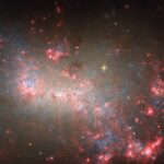 NASA Explores Tiny Yet Powerful Galaxy with Hubble This Hubble image shows the galaxy NGC 4449. The field is dominated by dust that appears dark red, with scattered brighter regions of star formation as bright pink globules. The background shows countless blue stars peeking around the dusty regions.