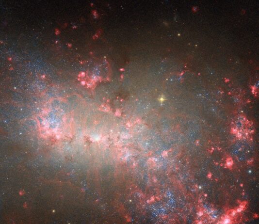 NASA Explores Tiny Yet Powerful Galaxy with Hubble This Hubble image shows the galaxy NGC 4449. The field is dominated by dust that appears dark red, with scattered brighter regions of star formation as bright pink globules. The background shows countless blue stars peeking around the dusty regions.