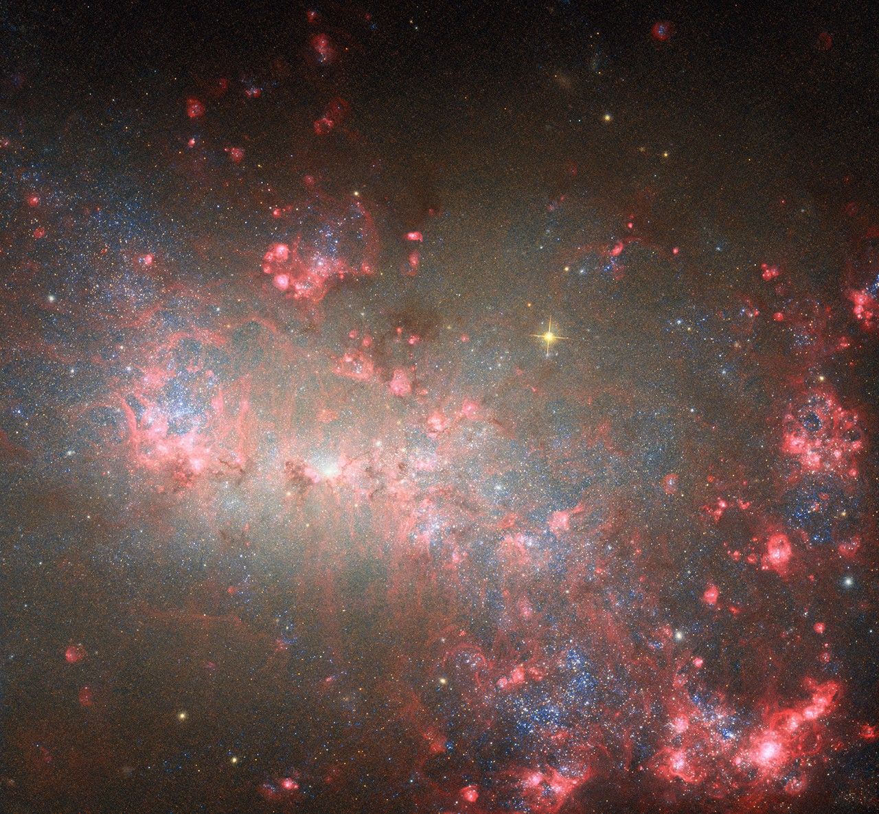 This Hubble image shows the galaxy NGC 4449. The field is dominated by dust that appears dark red, with scattered brighter regions of star formation as bright pink globules. The background shows countless blue stars peeking around the dusty regions.