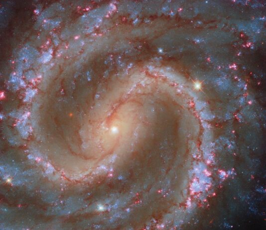 NASA’s Hubble Explores Clusters in the ‘Lost Galaxy’ A close-in view of a spiral galaxy that faces the viewer. Brightly lit spiral arms swing outward through the galaxy’s disk, starting from an elliptical region in its center. Thick strands of dark reddish dust spread across the disk, primarily along the spiral arms. The arms also contain many glowing, pink-red spots where stars form and clumps of bright-blue star clusters. Beyond its spiral arms, the galaxy is a bit fainter and speckled with blue stars.