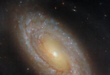 NASA’s Hubble Investigates Star Formation in Close Galaxy A spiral galaxy stretches diagonally across the image, from upper-left to lower-right. At its center is a bright-white, glowing orb surrounded by an inner disk of golden light that is wrapped by a broad outer disk that glows more dimly. The disk holds patchy, broken spiral arms swirling around the galaxy’s core and filled with small blue and pink star clusters. Dark, reddish threads of dust also spiral through the disk, with some strands reaching into the core.