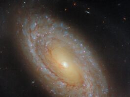 NASA’s Hubble Investigates Star Formation in Close Galaxy A spiral galaxy stretches diagonally across the image, from upper-left to lower-right. At its center is a bright-white, glowing orb surrounded by an inner disk of golden light that is wrapped by a broad outer disk that glows more dimly. The disk holds patchy, broken spiral arms swirling around the galaxy’s core and filled with small blue and pink star clusters. Dark, reddish threads of dust also spiral through the disk, with some strands reaching into the core.