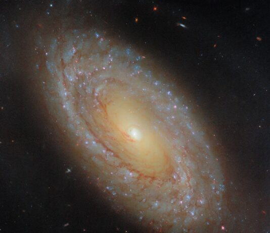NASA’s Hubble Investigates Star Formation in Close Galaxy A spiral galaxy stretches diagonally across the image, from upper-left to lower-right. At its center is a bright-white, glowing orb surrounded by an inner disk of golden light that is wrapped by a broad outer disk that glows more dimly. The disk holds patchy, broken spiral arms swirling around the galaxy’s core and filled with small blue and pink star clusters. Dark, reddish threads of dust also spiral through the disk, with some strands reaching into the core.