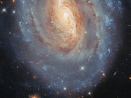 NASA’s Hubble Examines Stellar Ages in Vibrant Galaxy An oval-shaped spiral galaxy. Only the center and lower half of the galaxy is in frame. Its center is primarily golden in color with a white glowing core, while its thick spiral arms are mostly blue, particularly at the outskirts; these colors merge in between. Dark lanes of dust swirl through the center, blocking some of the galaxy’s light. Stars and distant galaxies are visible around the edges on a black background.