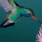 IBM Report: Small Business Leaders, Banks Differ; Opportunity for Agile Banks IBM Study: Divergent Views Among Small to Medium Sized Business Leaders and the Banks that Serve Them Uncover a White Space for Nimble Financial Institutions to Compete in this Varied Market Segment