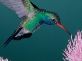 IBM Report: Small Business Leaders, Banks Differ; Opportunity for Agile Banks IBM Study: Divergent Views Among Small to Medium Sized Business Leaders and the Banks that Serve Them Uncover a White Space for Nimble Financial Institutions to Compete in this Varied Market Segment