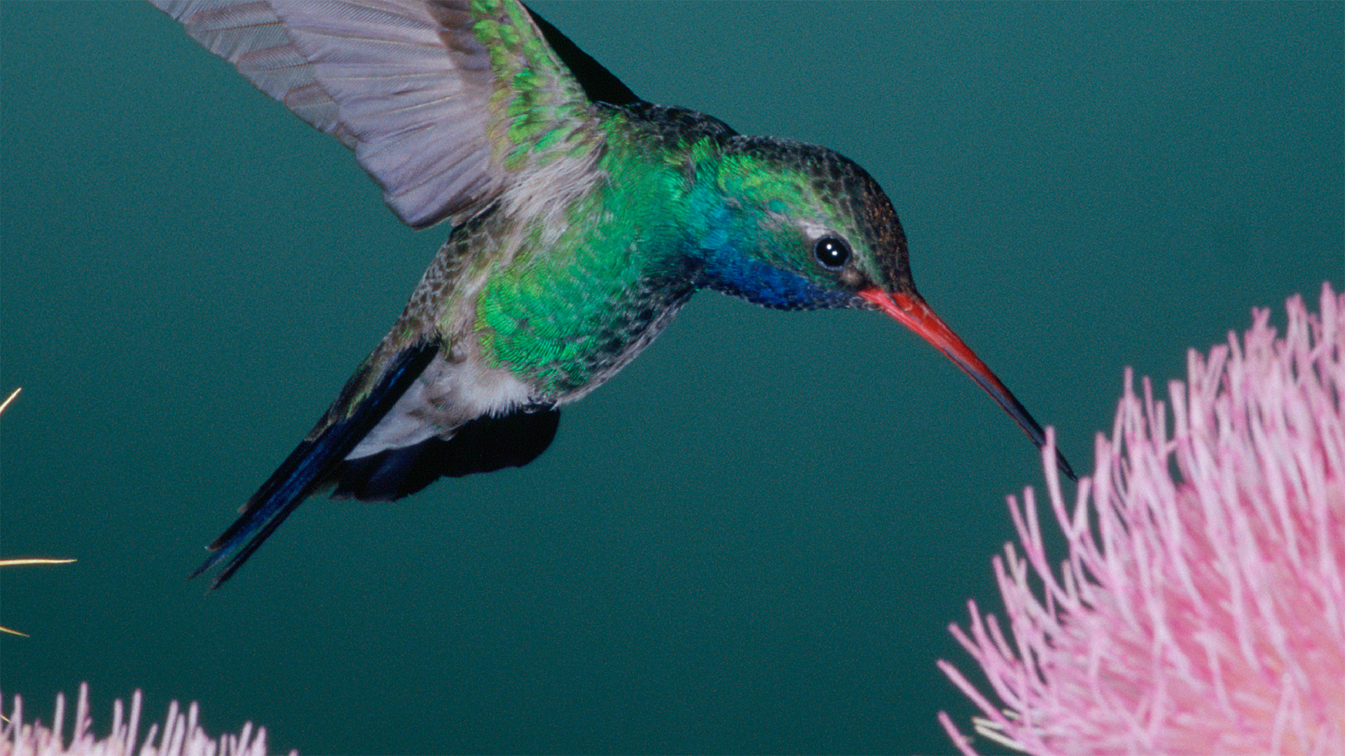 ibv banking study social.png IBM Study: Divergent Views Among Small to Medium Sized Business Leaders and the Banks that Serve Them Uncover a White Space for Nimble Financial Institutions to Compete in this Varied Market Segment