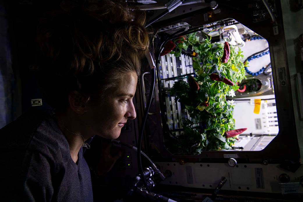 iss066e084293.jpg Astronaut Kayla Barron checks out chile peppers growing in the station