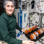 NASA Advances Space-Fermented Food Research with BioNutrients Study NASA Continues BioNutrients Space-Fermented Food Research - NASA