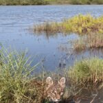 NASA Unveils Bobcat Portrait A bobcat looks directly at the camera as it emerges from behind some foliage in a waterway. It has fur ranging from white to medium brown, and its eyes are a light yellow. More water and greenery can be seen in the background.