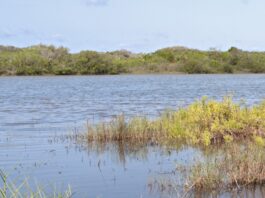 NASA Unveils Bobcat Portrait A bobcat looks directly at the camera as it emerges from behind some foliage in a waterway. It has fur ranging from white to medium brown, and its eyes are a light yellow. More water and greenery can be seen in the background.