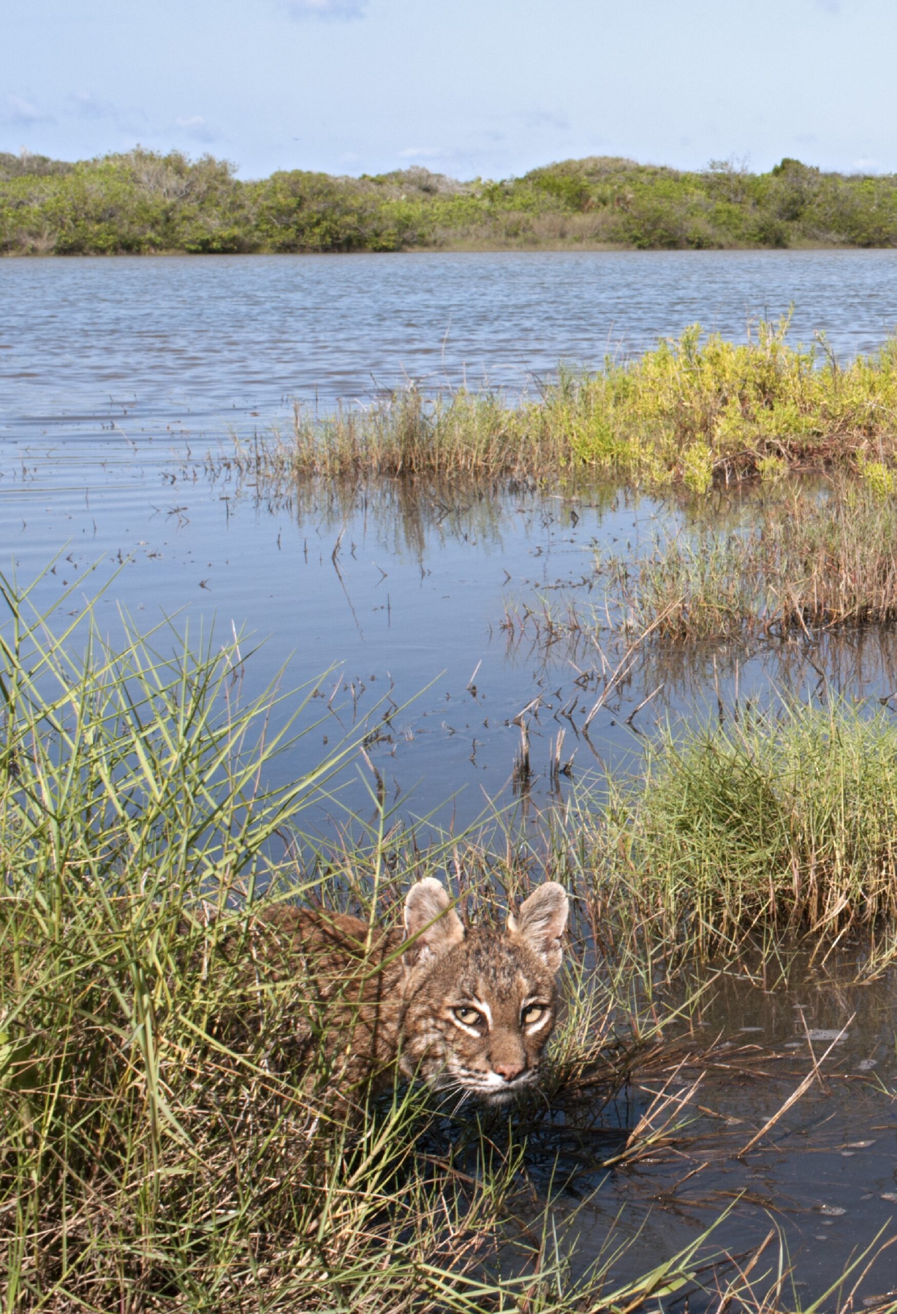 A bobcat looks directly at the camera as it emerges from behind some foliage in a waterway. It has fur ranging from white to medium brown, and its eyes are a light yellow. More water and greenery can be seen in the background.