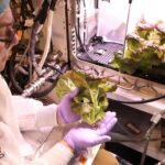 NASA Grows Lettuce for Space Station Experiment Image shows man holding