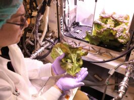 NASA Grows Lettuce for Space Station Experiment Image shows man holding