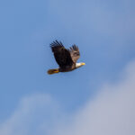 Bald Eagle Spotted at NASA’s Kennedy Space Center A bald eagle soars through a cloudy blue sky. Its wings are spread out and you can see its orange feet tucked under its tail.