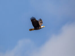 Bald Eagle Spotted at NASA’s Kennedy Space Center A bald eagle soars through a cloudy blue sky. Its wings are spread out and you can see its orange feet tucked under its tail.