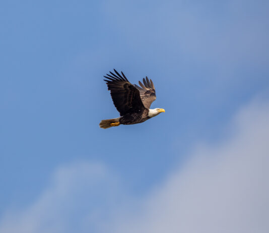 Bald Eagle Spotted at NASA’s Kennedy Space Center A bald eagle soars through a cloudy blue sky. Its wings are spread out and you can see its orange feet tucked under its tail.