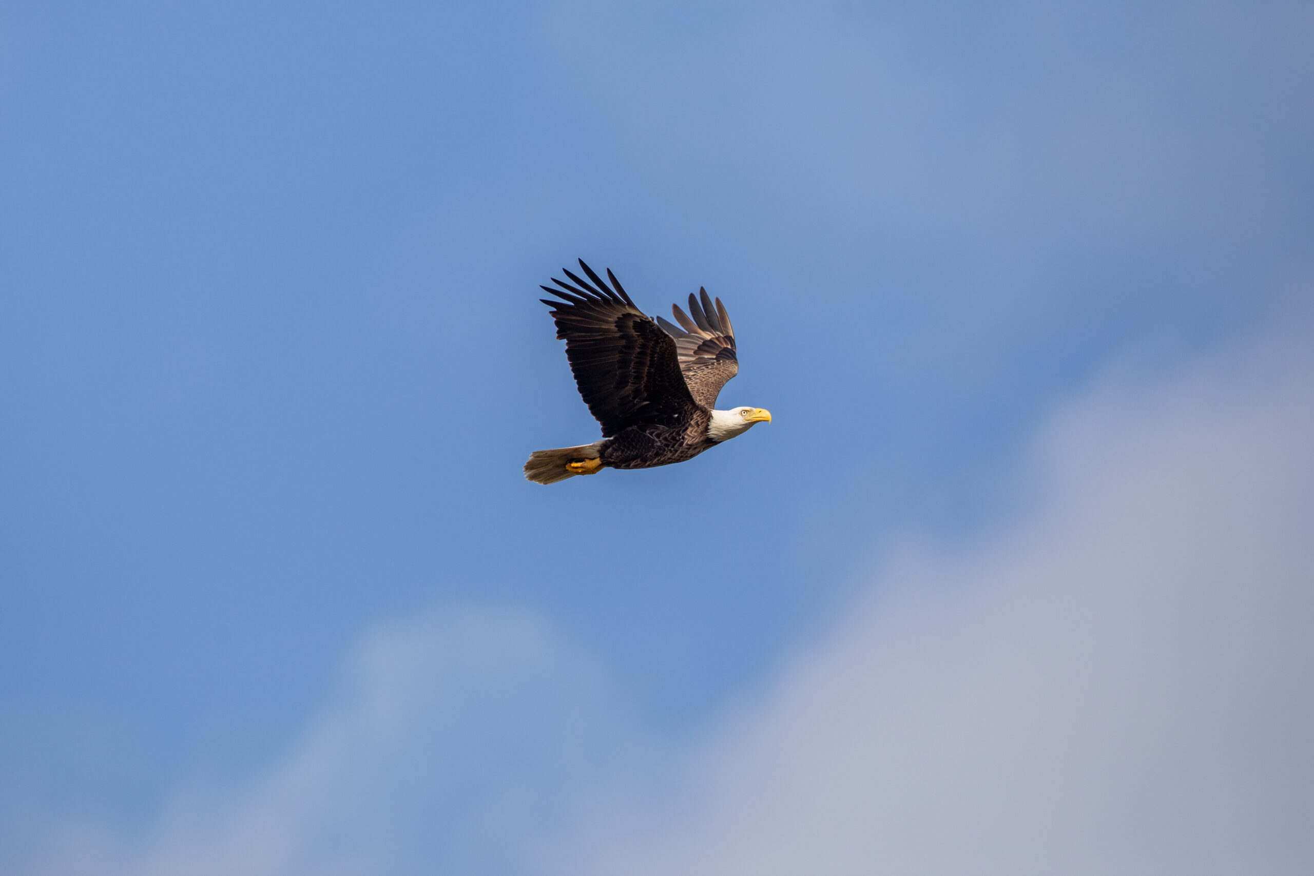 A bald eagle soars through a cloudy blue sky. Its wings are spread out and you can see its orange feet tucked under its tail.