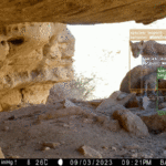 AI Technology Aids Global Wildlife Conservation Efforts Animals Crossing: AI Helps Protect Wildlife Across the Globe