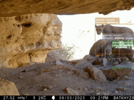 AI Technology Aids Global Wildlife Conservation Efforts Animals Crossing: AI Helps Protect Wildlife Across the Globe