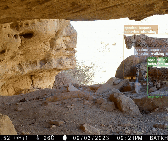 AI Technology Aids Global Wildlife Conservation Efforts Animals Crossing: AI Helps Protect Wildlife Across the Globe