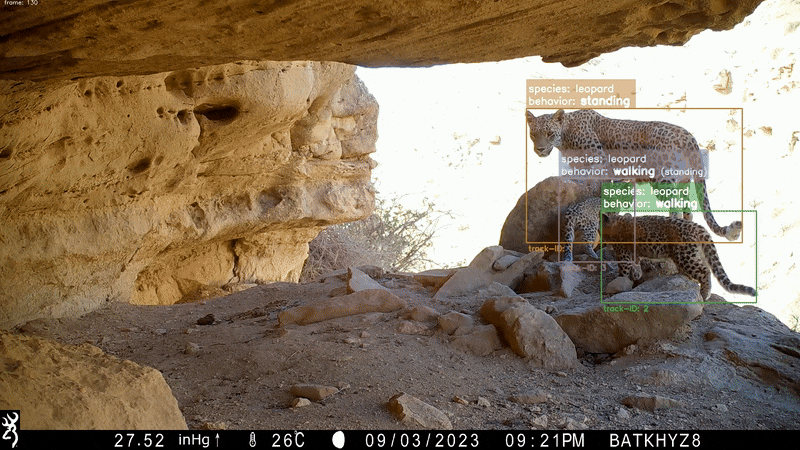 leopards.gif Animals Crossing: AI Helps Protect Wildlife Across the Globe