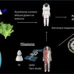 Citizen Scientists Explore Space-Ready Salads for NASA Diagram illustrating research on lettuce grown in space stations and its effects on astronaut health. Lettuce nutritional content is linked to astronaut diet, potential diseases, and astronaut biological response. Missions including I4, JAXA, and NASA’s Twin Study are shown, with graphics of spacecraft, astronauts, the ISS, and biological diagrams.