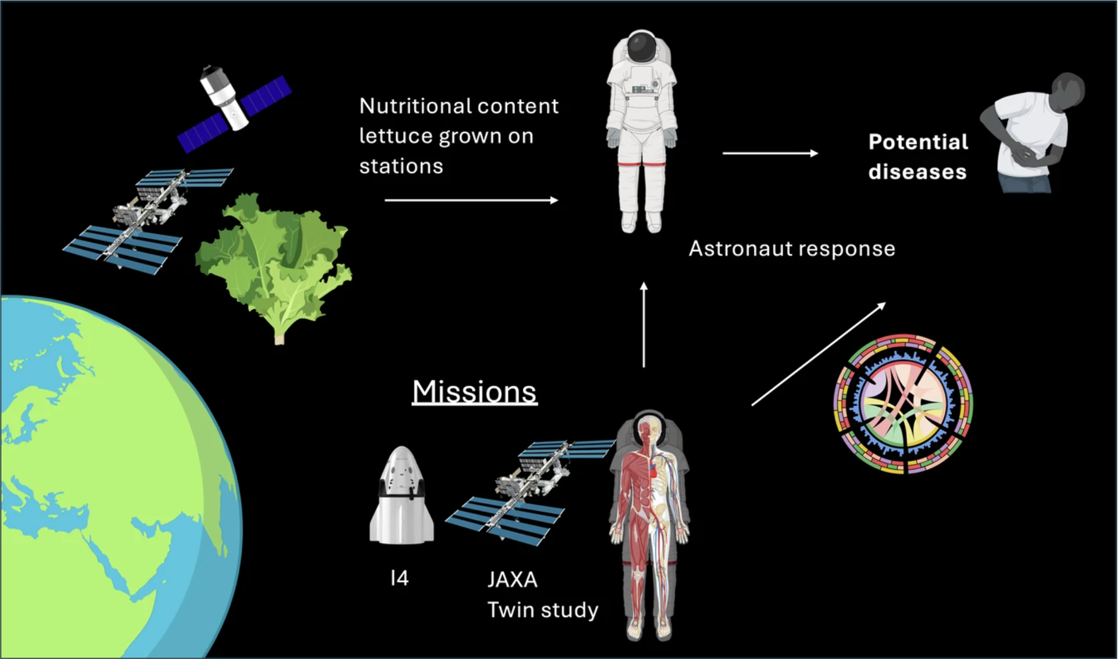 lettuce find healthy space food.png Diagram illustrating research on lettuce grown in space stations and its effects on astronaut health. Lettuce nutritional content is linked to astronaut diet, potential diseases, and astronaut biological response. Missions including I4, JAXA, and NASA’s Twin Study are shown, with graphics of spacecraft, astronauts, the ISS, and biological diagrams.