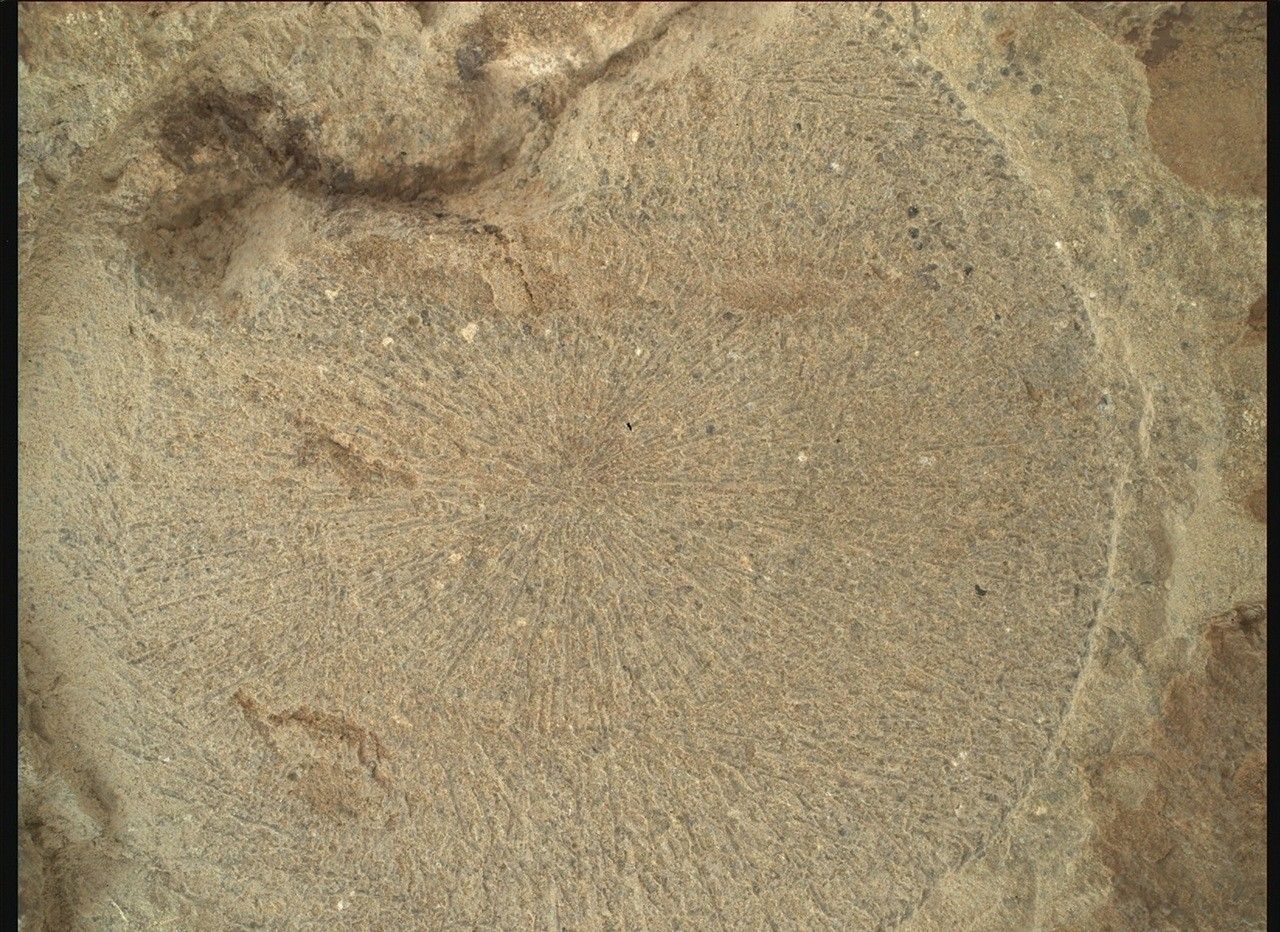 mars perseverance si1 1479 0798239421 082ecm n0730000srlc00732 000085j.jpg A color close-up photo of the Martian surface shows a pale tan-orange rock, with a more or less circular face showing, that has grooves or lines emanating from a center point like rays.