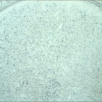 NASA Science: Cookies, Cream, and Decomposing Centers A color photograph shows a close-up of a rock on Mars, with surface that appears a very pale mint green, flecked with innumerable black specks, looking like the top of a freshly opened tub of mint chocolate chip ice cream.