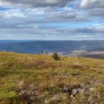 NASA Predicts Taller, Greener Tundra Vegetation by 2100 A landscape image. In the foreground on the left side of the image is a single small evergreen tree, with pine needles only at the top of the tree. The rest of the foreground is mostly a green/brown grass. The background shows some extending landscapes, but primarily is taken up by the sky, a light blue color that is covered by white and gray puffy clouds.