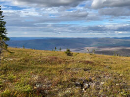 NASA Predicts Taller, Greener Tundra Vegetation by 2100 A landscape image. In the foreground on the left side of the image is a single small evergreen tree, with pine needles only at the top of the tree. The rest of the foreground is mostly a green/brown grass. The background shows some extending landscapes, but primarily is taken up by the sky, a light blue color that is covered by white and gray puffy clouds.