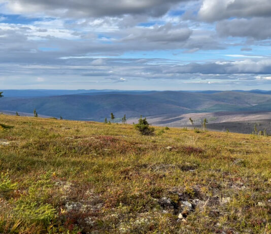 NASA Predicts Taller, Greener Tundra Vegetation by 2100 A landscape image. In the foreground on the left side of the image is a single small evergreen tree, with pine needles only at the top of the tree. The rest of the foreground is mostly a green/brown grass. The background shows some extending landscapes, but primarily is taken up by the sky, a light blue color that is covered by white and gray puffy clouds.