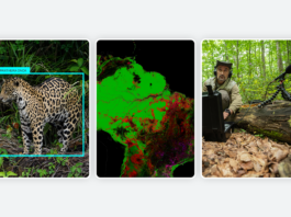 AI Innovations for Nature Conservation and Restoration Unveiled 3 new ways we’re working to protect and restore nature using AI