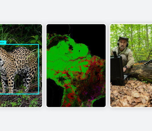 AI Innovations for Nature Conservation and Restoration Unveiled 3 new ways we’re working to protect and restore nature using AI