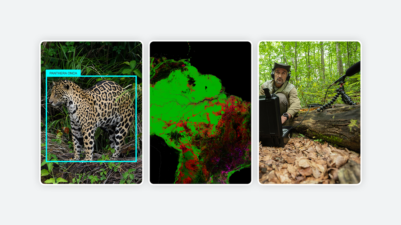 natureai hero 5 ss.width 1300.png 3 new ways we’re working to protect and restore nature using AI