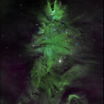 NASA Reaches New Heights with Shining Star Mission Wispy green clouds in a conical shape strongly resemble an evergreen tree. Tiny specks of white, blue, purple, and red light, stars within the cluster, dot the structure, turning the cloud into a festive, cosmic Christmas tree.