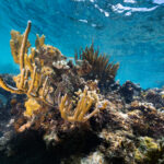 Understanding Coral Reefs: Insights from NASA An underwater image of a juvenile black, white, and yellow-striped Bluehead wrasse fish dart in and out of a reef, composed of yellow fire coral (Millepora complanate, back left), branching finger coral (Porites furcate, front left), and various species of sea rods and sea fans. This coral reef sits in the waters of Playa Melones, Puerto Rico.