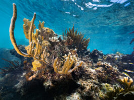 Understanding Coral Reefs: Insights from NASA An underwater image of a juvenile black, white, and yellow-striped Bluehead wrasse fish dart in and out of a reef, composed of yellow fire coral (Millepora complanate, back left), branching finger coral (Porites furcate, front left), and various species of sea rods and sea fans. This coral reef sits in the waters of Playa Melones, Puerto Rico.