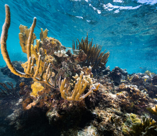 Understanding Coral Reefs: Insights from NASA An underwater image of a juvenile black, white, and yellow-striped Bluehead wrasse fish dart in and out of a reef, composed of yellow fire coral (Millepora complanate, back left), branching finger coral (Porites furcate, front left), and various species of sea rods and sea fans. This coral reef sits in the waters of Playa Melones, Puerto Rico.