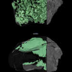 Unraveling Asteroid Bennu’s Enigmas: NASA’s Breakthrough Discovery! X-ray computed tomography scans of asteroid samples show both their exterior and interior. The outside is a dark gray, rocky surface speckled with white dots, The inside is colored green here, revealing networks of cracks within the sample. At top, the cracks create peaks and valleys, which make the inside look like a topographical map.