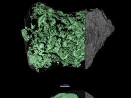 Unlocking Bennu’s Secrets: NASA’s Breakthrough Discovery. X-ray computed tomography scans of asteroid samples show both their exterior and interior. The outside is a dark gray, rocky surface speckled with white dots, The inside is colored green here, revealing networks of cracks within the sample. At top, the cracks create peaks and valleys, which make the inside look like a topographical map.