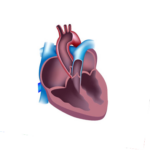 NASA Evaluates PFO’s Impact on DCS in Space and Ground Tests Assessment of PFO as Related to DCS in the Spaceflight Environment and During Ground Testing - NASA