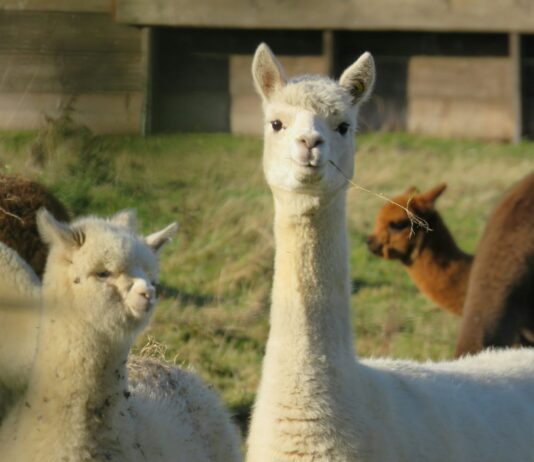 Exploring Human Behavior Simulation Using Cerebras Technology Simulating Human Behavior with Cerebras - Cerebras