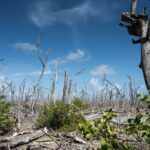 NASA Explores Coastal Wetlands: Key Players in Carbon Storage A photo of a barren mangrove stand demonstrates the spectral atmosphere of Florida’s “ghost forests.” Very few of the trees have leaves.