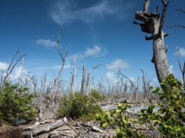 NASA Explores Coastal Wetlands: Key Players in Carbon Storage A photo of a barren mangrove stand demonstrates the spectral atmosphere of Florida’s “ghost forests.” Very few of the trees have leaves.