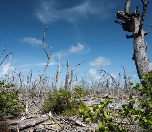 NASA Explores Coastal Wetlands: Key Players in Carbon Storage A photo of a barren mangrove stand demonstrates the spectral atmosphere of Florida’s “ghost forests.” Very few of the trees have leaves.